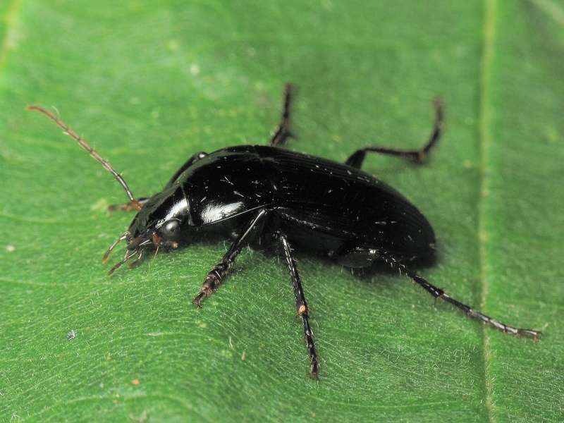 Calathus distinguendus Chaudoir, 1846